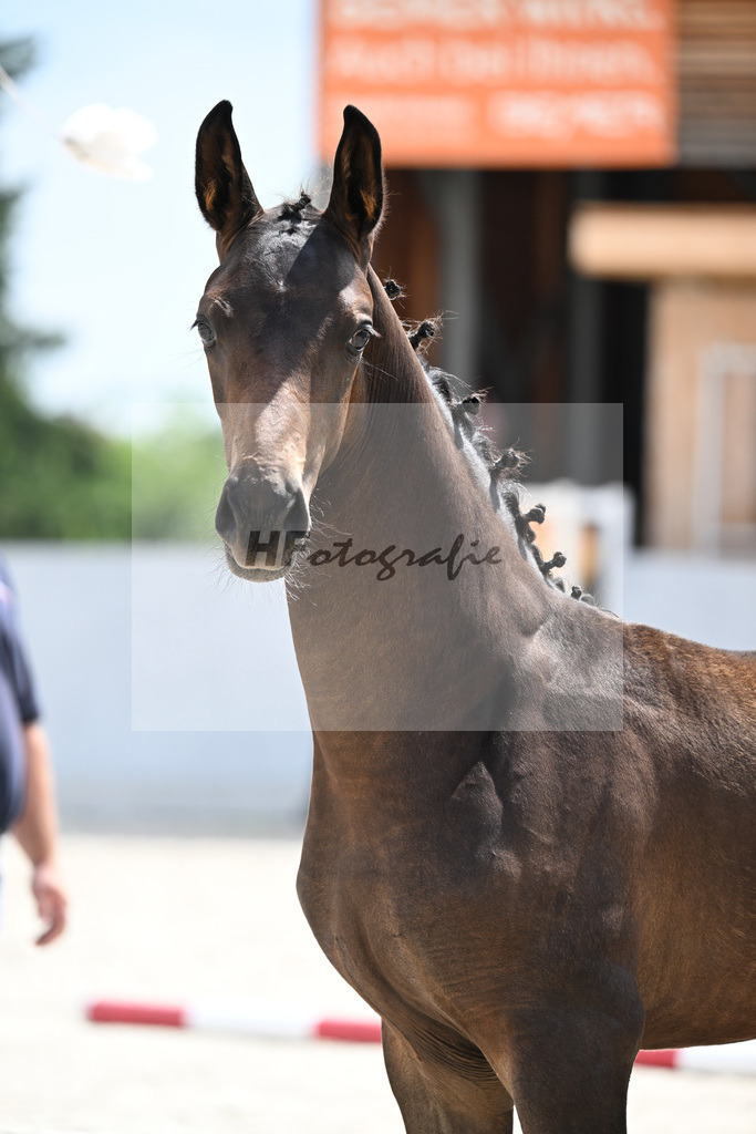 Kat-Nr. 2 Bon Courage x Fair Game_HF_Poldner_21250523 | hf-fotografie - Realizzato con Pictrs.com