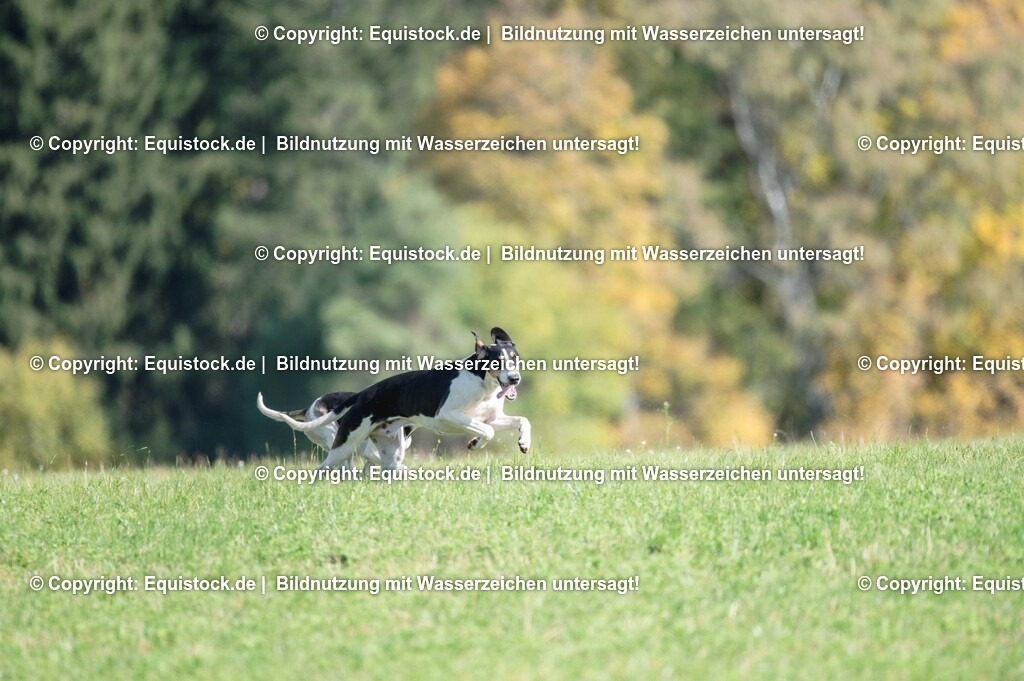 20251011_Jagd-Marbach_0378 | Foto: Thomas Hartig