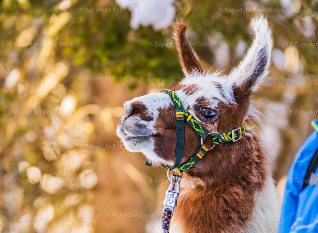 Lama_Wanderung_Winter_Familie_Stocker-387 | piet_flosse