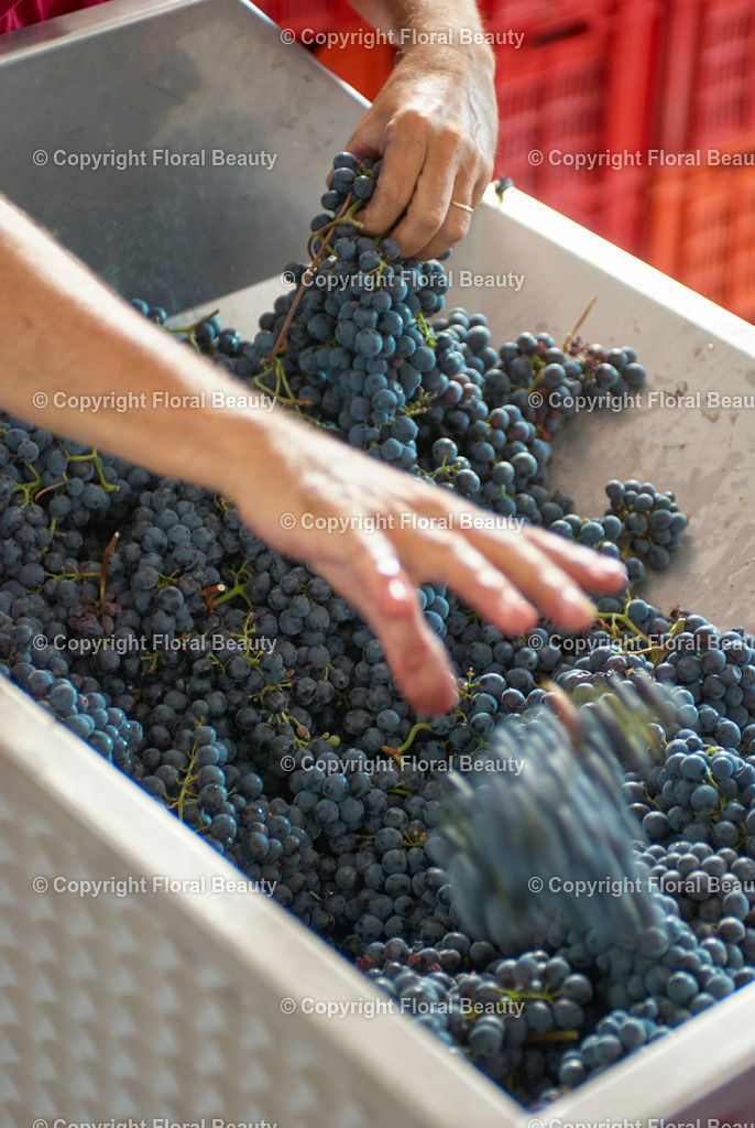 Weingut in Italien | blaue Weintrauben werden mit den Händen in Maischepresse gefüllt - Realisiert mit Pictrs.com