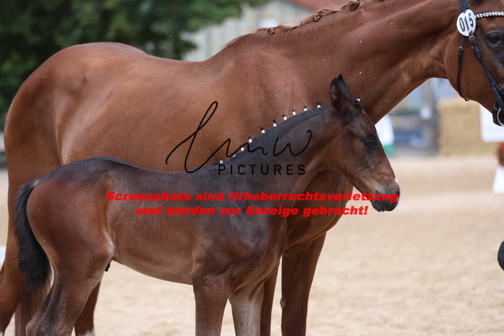 Fohlenschau_Schwäbisch_Hall_dressurbetonte_Fohlen_KN 15_7 | lmwpictures - Realisiert mit Pictrs.com