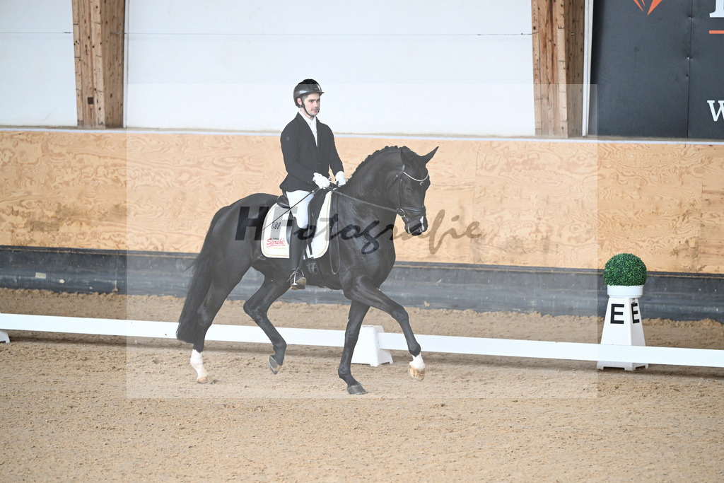 Kat-Nr. 8 Latinum v. Le Formidable_Gestuet Sprehe_5240053 | hf-fotografie - Realisiert mit Pictrs.com