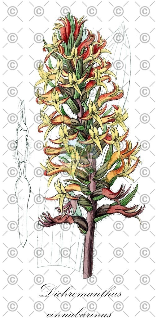 HistAbb_wfo-0000645715_1_ENZY_Simple | Historische Abbildung von Dichromanthus cinnabarinus - Orchidaceae | Historical Illustration of Dichromanthus cinnabarinus - Orchidaceae
