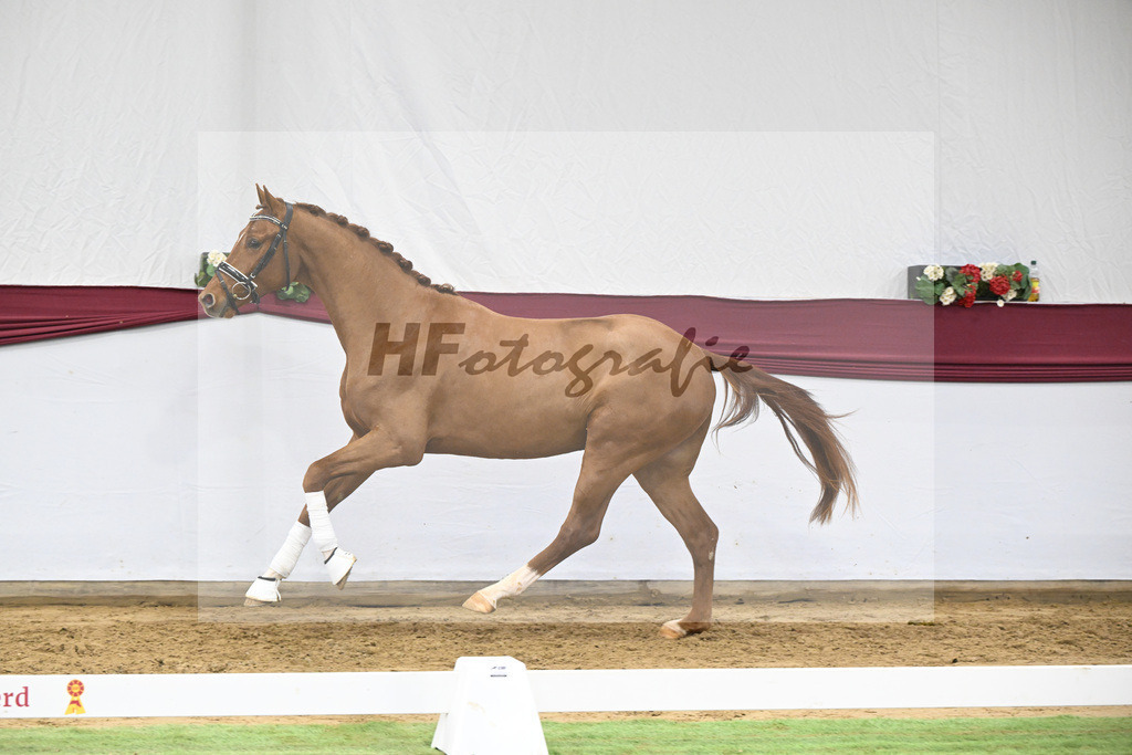 Kat-Nr. 19 My Blue Hors Santiano x Franklin_Denise Meier_47250554 | hf-fotografie - Realisiert mit Pictrs.com