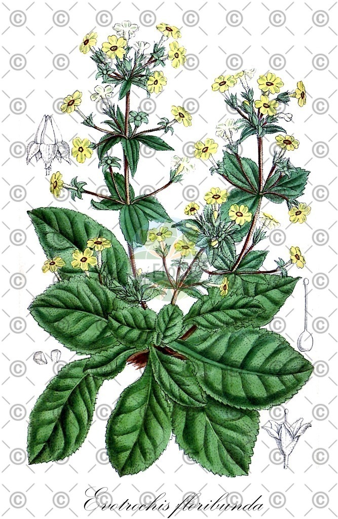 HistAbb_wfo-0000684325_1_ENZY_Simple | Historische Abbildung von Evotrochis floribunda - Primulaceae | Historical Illustration of Evotrochis floribunda - Primulaceae