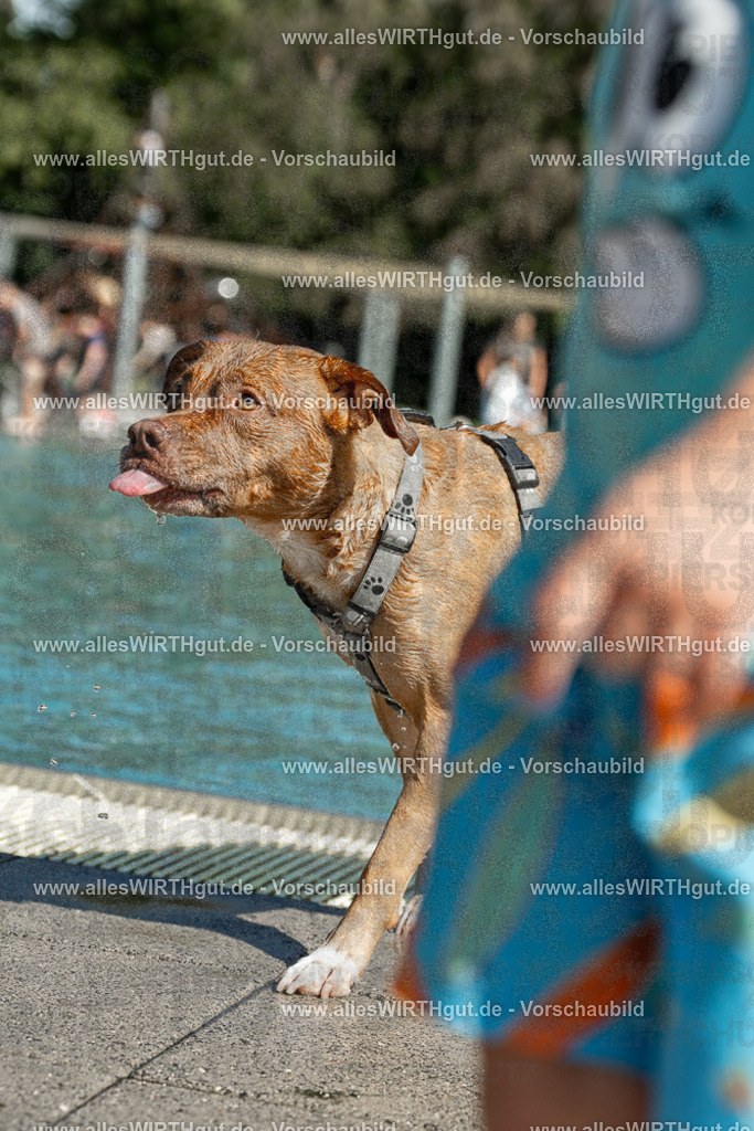 Hundeschwimmen_Volksbad_2026-allesWIRTHgut_Tierfotografie-2609061253-120320-7R500262 | Professionelle Tierfotografie in Mönchengladbach von Daniel Wirth (allesWIRTHgut). Liebevolle & natürliche Bilder von Hunden & Katzen für unvergessliche Erinnerungen.