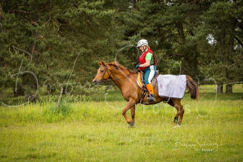 DöhlerHeide_2026-05-30_53 | Fotografie, Veranstaltungs-Fotografie, Pferde-Fotografie, Landschafts-Fotografie, Reise-Fotografie - Realisiert mit Pictrs.com