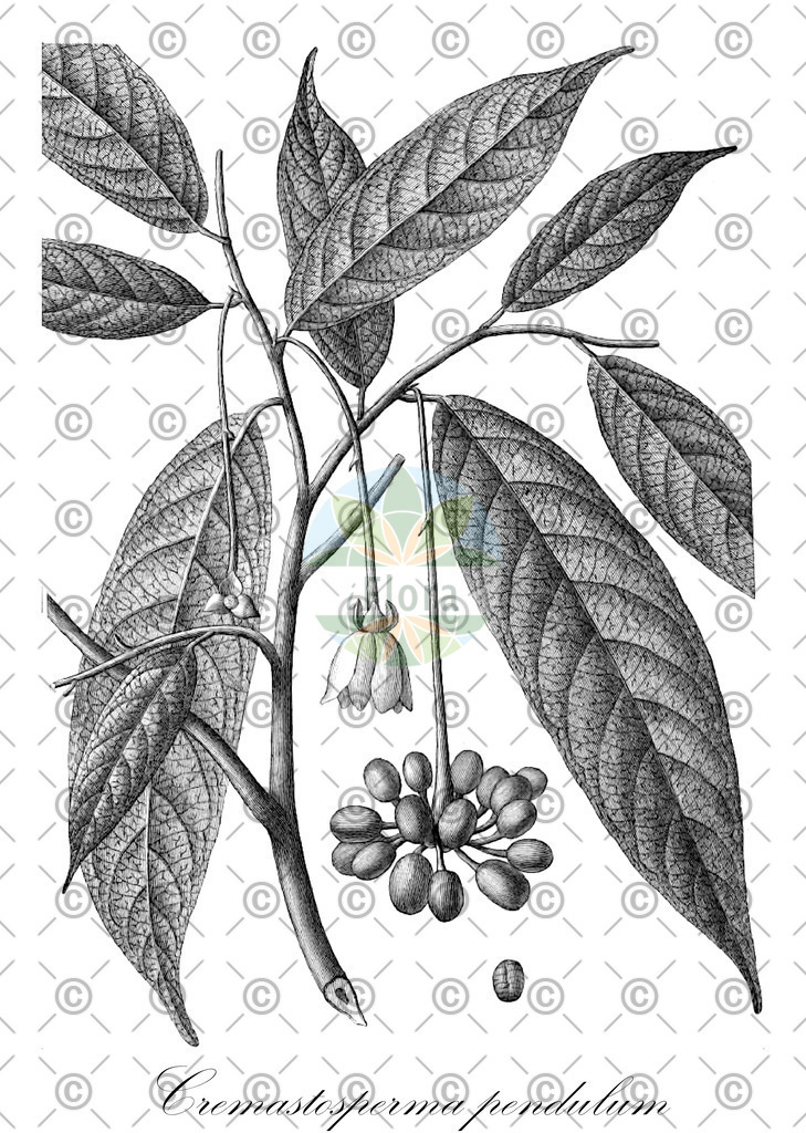 HistAbb_wfo-0000926764_1_ENZY_Simple | Historische Abbildung von Cremastosperma pendulum - Annonaceae | Historical Illustration of Cremastosperma pendulum - Annonaceae