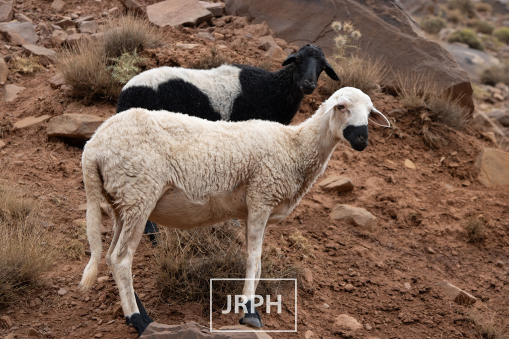 IMG_8166 | jrph - Realisiert mit Pictrs.com