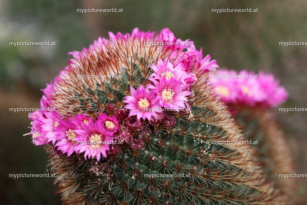 Mammillaria spinosissima-003 | Das Bilderarchiv über Tiere, Planzen und Landschaften. In der Bilddatenbank finden Sie ein große Auswahl an hochwertigen Bilder für Ihre Werbung - Realisiert mit Pictrs.com