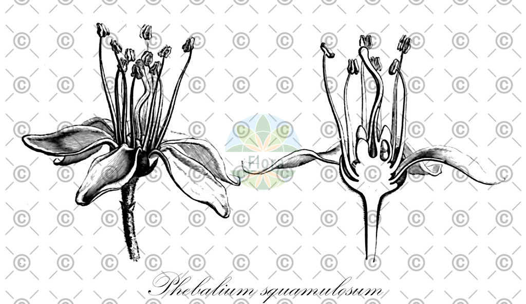 HistAbb_32140_1_FLORAD_SIMPLE | Historische Abbildung von Phebalium squamulosum - | Historical Illustration of Phebalium squamulosum - 