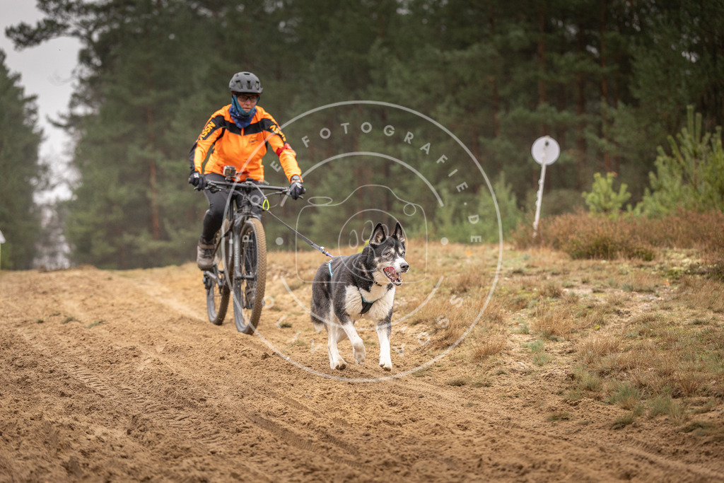 Pfotenfotografie_DV3A3760 | Hundefotografie, Tierfotograf, Pfotenfotografie, Fotoshooting Hund, Hunde Portrait, Hundesport, Hundeportraits, Heideshooting, Hunde, Sportfotograf, Hundefotograf, Turnierhundsport, THS,  - Realisiert mit Pictrs.com