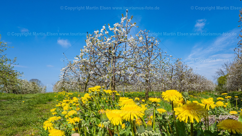 Steinkirchen Kirschblüte_ELS_9815230423a | Fotos aus den Touristenorten aus Norddeutschland. - Realisiert mit Pictrs.com
