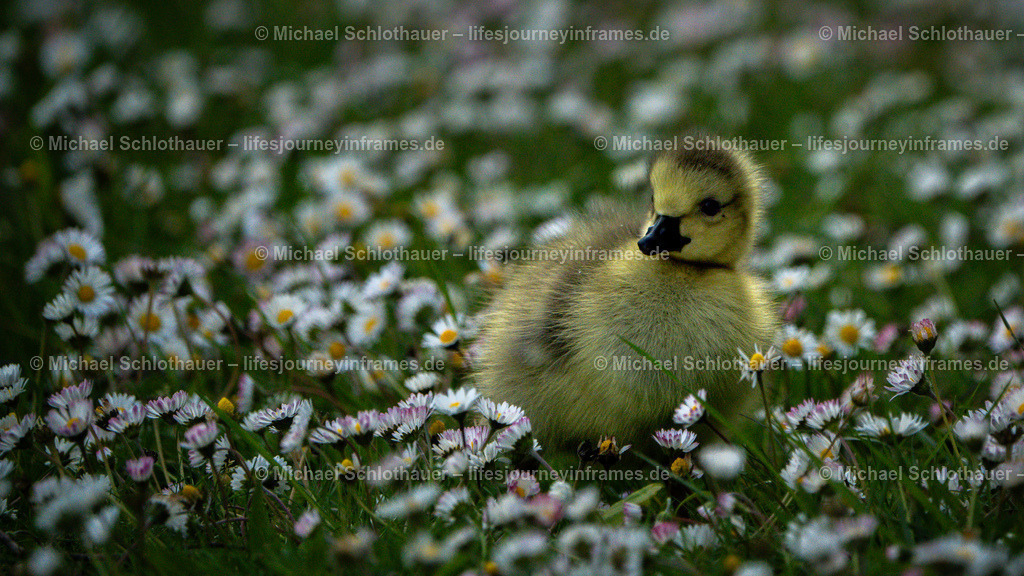 Gansküken | Wildlife- und Landschaftsfotografie als Wandbild, Poster & mehr. Einzigartige Naturmomente aus Neuseeland, Norwegen & weltweit – fotografiert von Michael Schlothauer. - Realisiert mit Pictrs.com