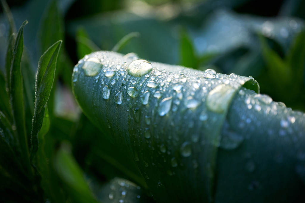 Regentropfen auf Tulpenblätter im Garten | Burgenland, Austria - April 10, 2023: Regentropfen auf Tulpenblätter im Garten. - Realisiert mit Pictrs.com