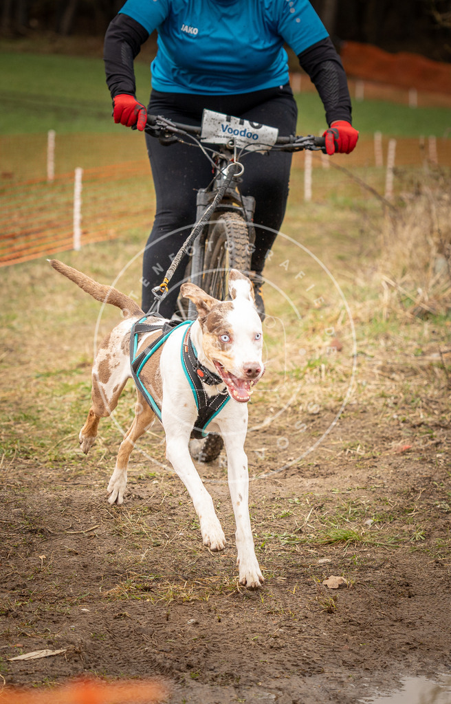 DV3A0841 | Hundefotografie, Tierfotograf, Pfotenfotografie, Fotoshooting Hund, Hunde Portrait, Hundesport, Hundeportraits, Heideshooting, Hunde, Sportfotograf, Hundefotograf, Turnierhundsport, THS,  - Realisiert mit Pictrs.com