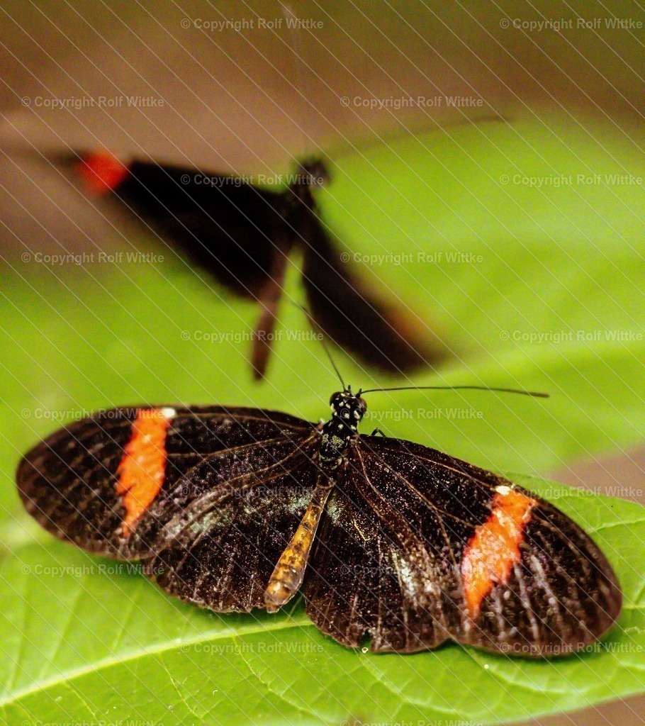 Falter3.2 | Rolf Wittke  - Realisiert mit Pictrs.com