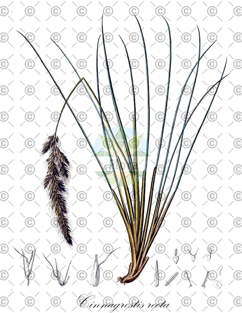 HistAbb_wfo-0000604842_1_ENZY_Simple | Historische Abbildung von Cinnagrostis recta - Poaceae | Historical Illustration of Cinnagrostis recta - Poaceae