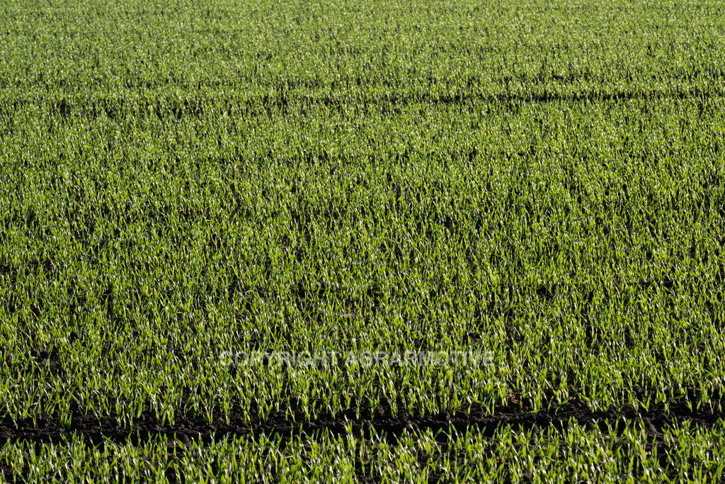 20221018-_DSF9398 | Heranwachsender Winterweizen im Herbst - Realisiert mit Pictrs.com