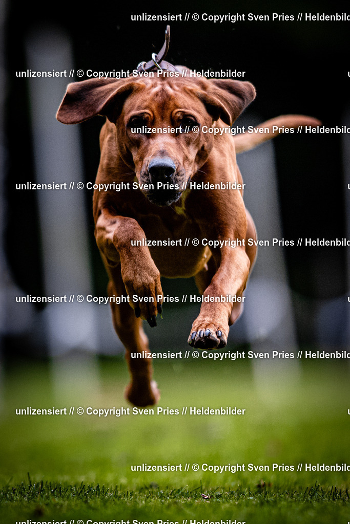 Sven Pries | 2025-10-03 - Hunderennen Obergrombach - Realisiert mit Pictrs.com