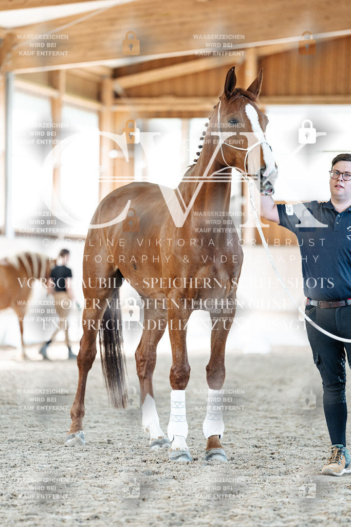 CK906687 | Turnierfotografie Pferdefotografie Trier Rheinland-Pfalz Pferdesport Reitsport Tierfotografie Sportfotografie Pferdevideo Pferdevideografie Equestrianvideography equestrianphotography  - Realisiert mit Pictrs.com