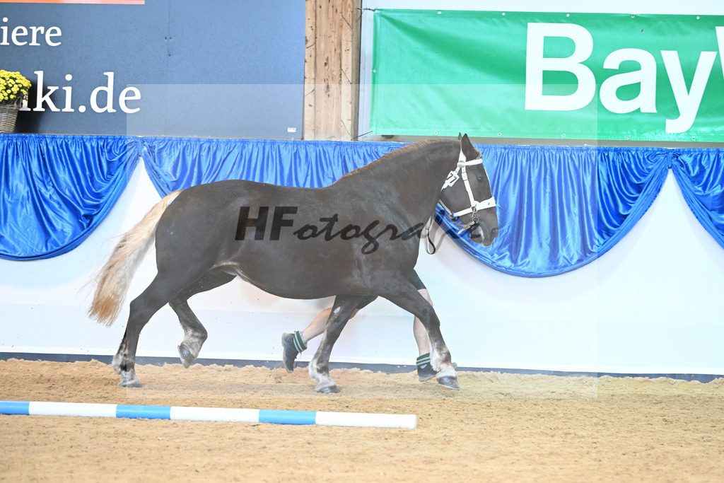 Kat-Nr. 77 Edelweiss_Mayr_53220374 | hf-fotografie - Realisiert mit Pictrs.com