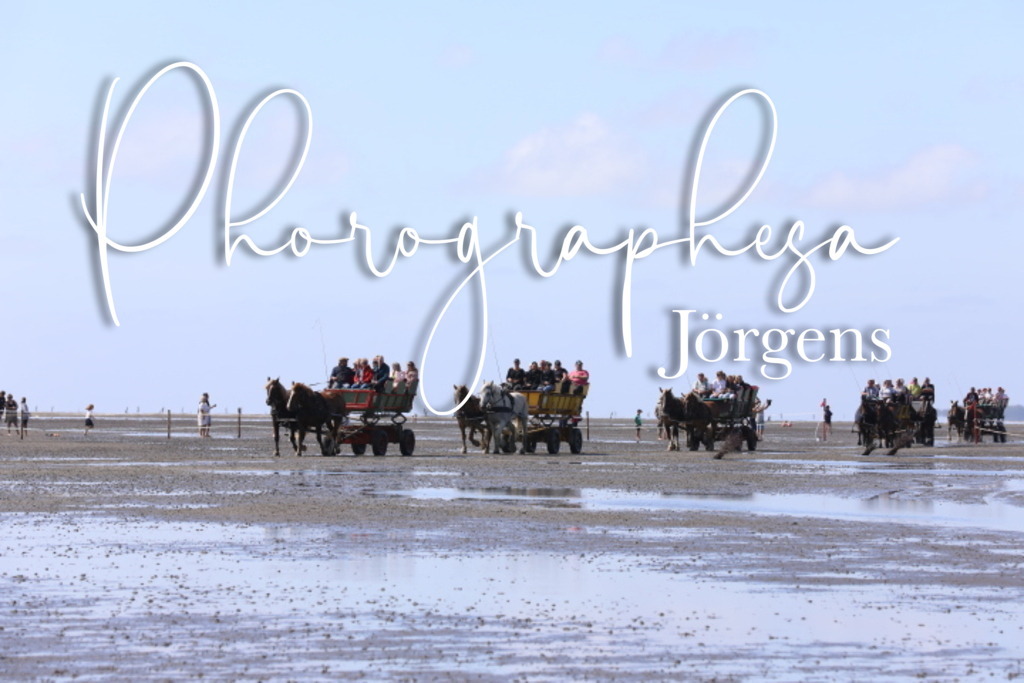 IMG_9528 | photographesa-joergens - Realisiert mit Pictrs.com