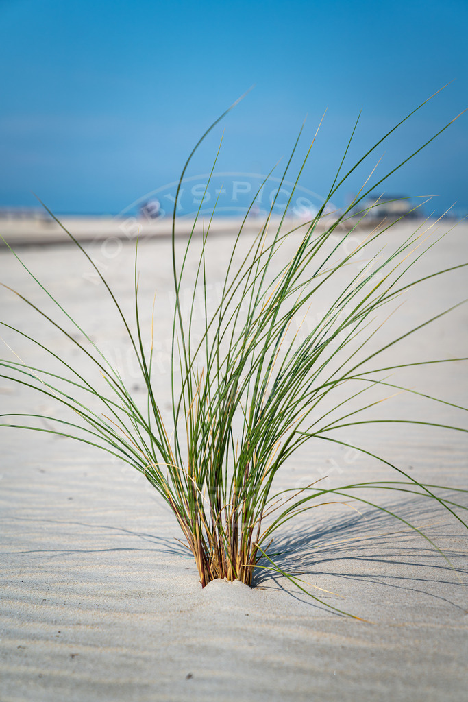 Dünengras stand alone | Strandromantik in St. Peter-Ording