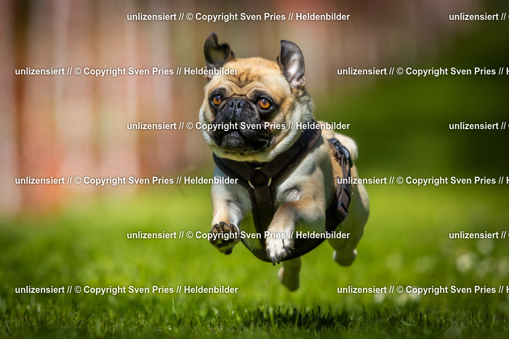 Hunderennen_April_2026_578 | 2026-04-26 - Hunderennen Baden-Oos April 2026 - Realisiert mit Pictrs.com
