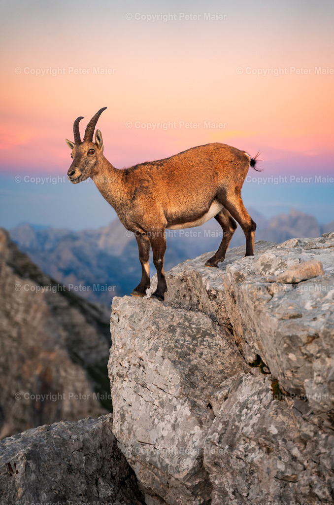 Luca_Vuerich-196 | piet_flosse