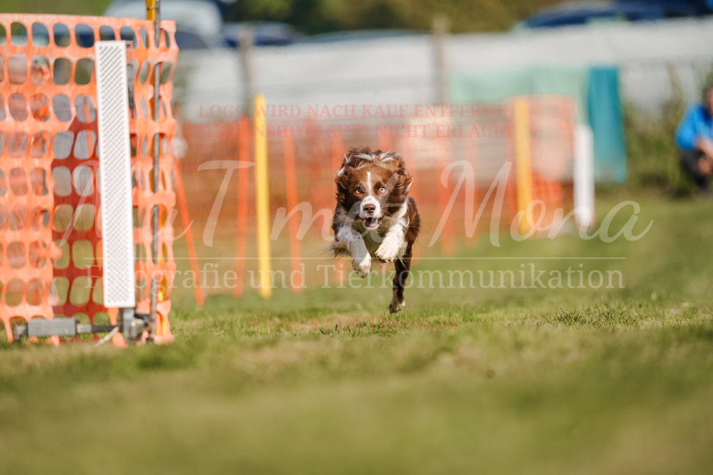 20250928_Hunderennen-539 | MuT (Mensch und Tier) mit Mona - Fotografie und Tierkommunikation - Realisiert mit Pictrs.com
