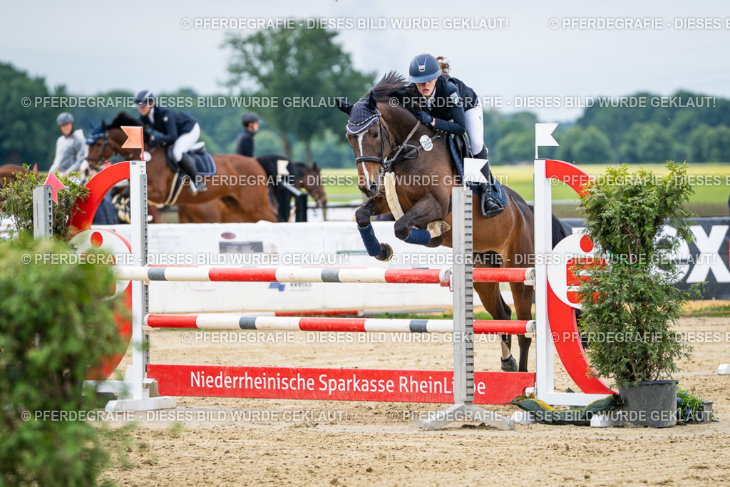 DSC04932 | Pferdegrafie