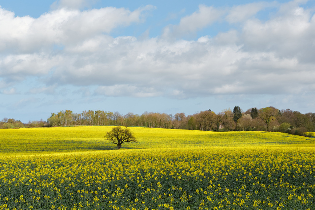 Datei 7 | Entdecken Sie hochwertige Fotoprodukte für Ihr Zuhause, Büro oder als besonderes Geschenk.rpixel.de bietet Ihnen exklusive Fotografien aus den Bereichen Natur, Landschaft und Motiven vom Meer.Einfach direkt im Online-Shop bestellen. - Realisiert mit Pictrs.com