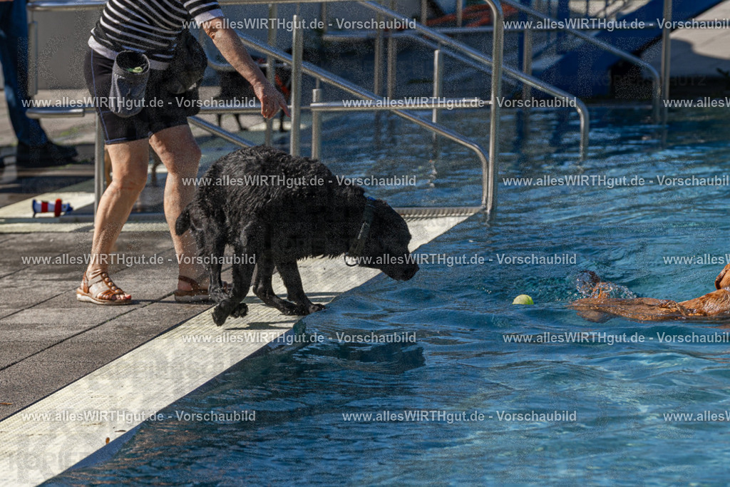 Hundeschwimmen_Volksbad_2026-allesWIRTHgut_Tierfotografie-2609061108-FAY06159 | Professionelle Tierfotografie in Mönchengladbach von Daniel Wirth (allesWIRTHgut). Liebevolle & natürliche Bilder von Hunden & Katzen für unvergessliche Erinnerungen.