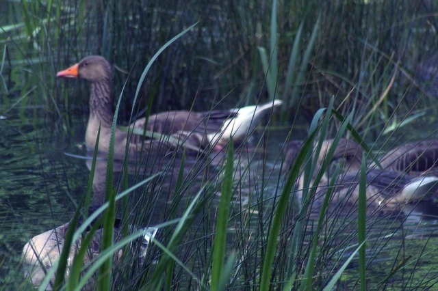 Nahaufnahme einer Graugans | Verkauf von Fotos und  Videoclips zumThema Natur.Motive sind Pflanzen, Tiere, Landschaftenund Wetter