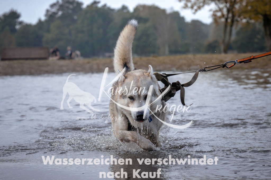 1130_ZZ95064 | kk-dogfotos