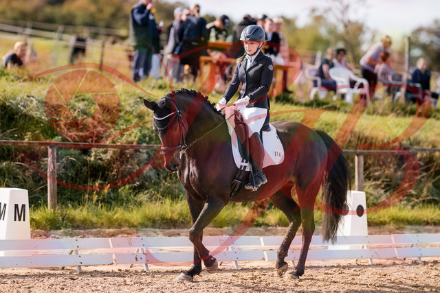 2026_10_03_Siefer-Hof_121335_Z81_14013542 | Professionelle Reitsport-, Turnier- und Eventfotografie von Robert Broda. Galerien mit ausgewählten und bearbeiteten Bildern direkt online ansehen und bestellen.