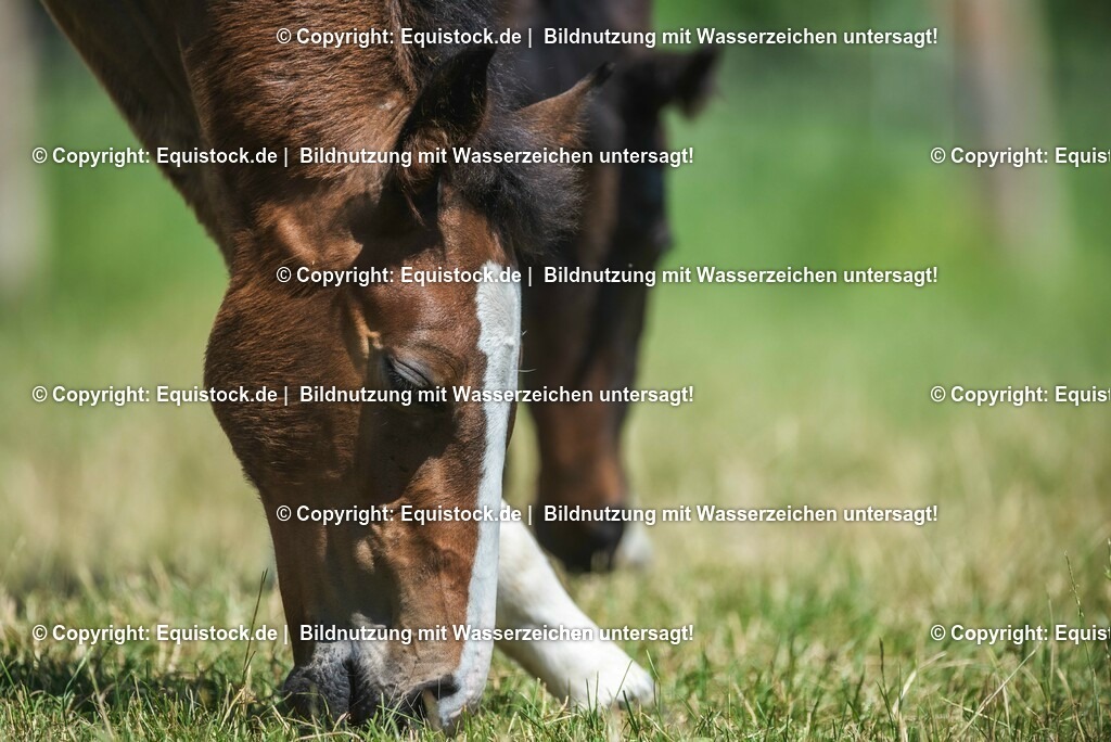 20210617_Fohlen_0202 | Foto: Thomas Hartig