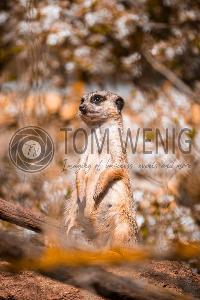 IMG_4141 | Fotos:
Tom Wenig
https://www.tomwenig.de - Realisiert mit Pictrs.com