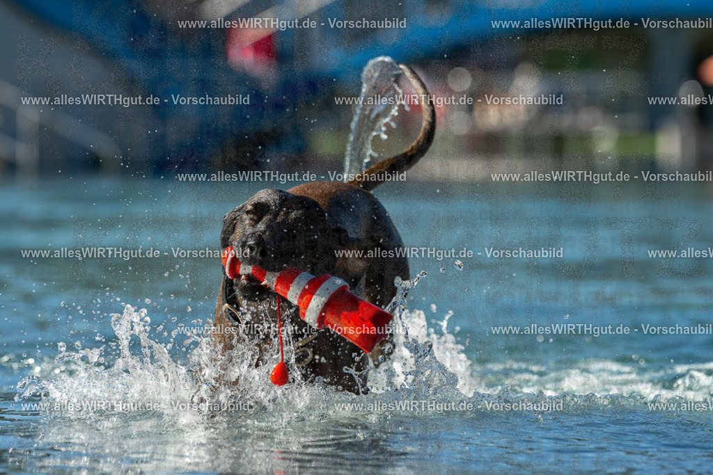Hundeschwimmen_Volksbad_2026-allesWIRTHgut_Tierfotografie-2609061033-094357-7R508967 | Professionelle Tierfotografie in Mönchengladbach von Daniel Wirth (allesWIRTHgut). Liebevolle & natürliche Bilder von Hunden & Katzen für unvergessliche Erinnerungen.