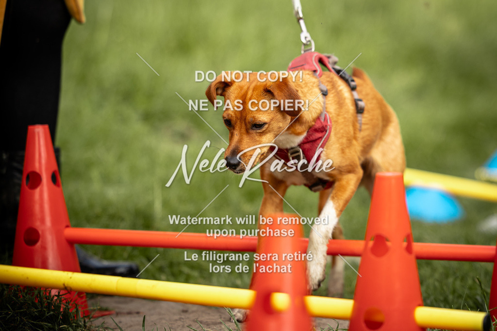nelerasche_So-earlydog_65 | nelerasche