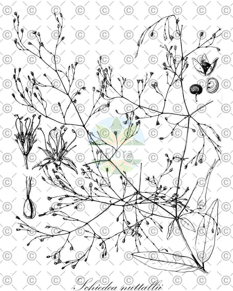 HistAbb_wfo-0001199062_1_ENZY_Simple | Historische Abbildung von Schiedea nuttallii - | Historical Illustration of Schiedea nuttallii - 