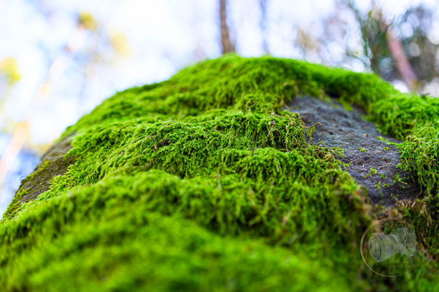 _DSC9768 | Shop für Prints Landschaftsfotografie Sächsische Schweiz Naturfotografie in Thüringen Fotos vom Findlingspark Nochten Kloster Sankt Marienstern Bilder Festung Königstein PanoramaRhododendronpark Kromlau FotogalerSchleswig-Holstein Küstenlandschaften