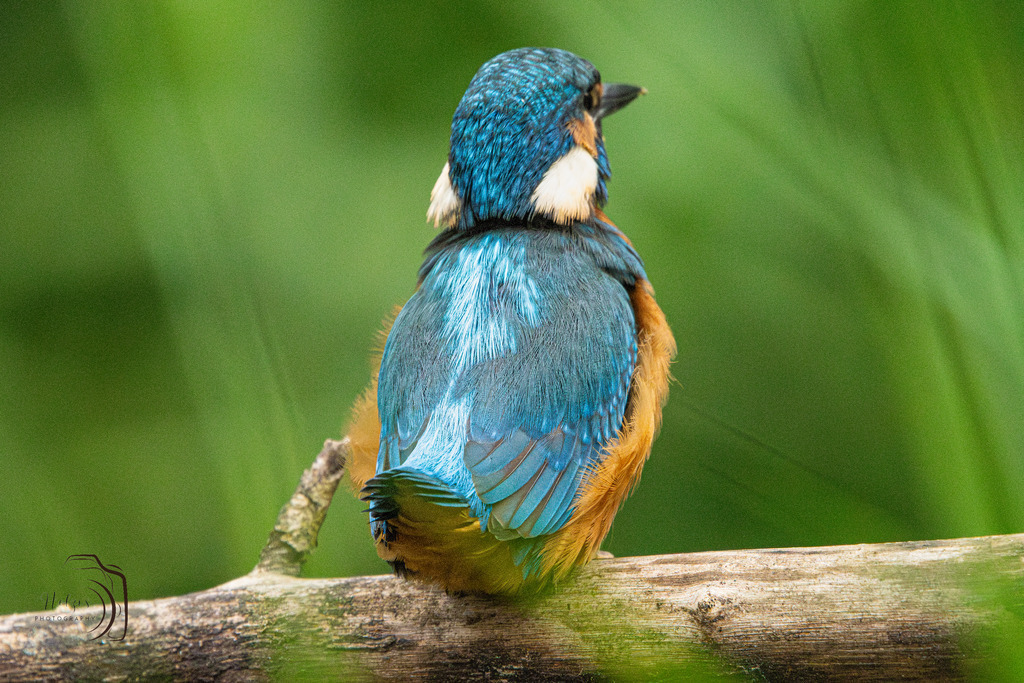 Eisvogel-8507-Verbessert-RR-Bearbeitet | Holzisphotography, Landschaftsfotografie, Wildlifefotogorafie - Realisiert mit Pictrs.com