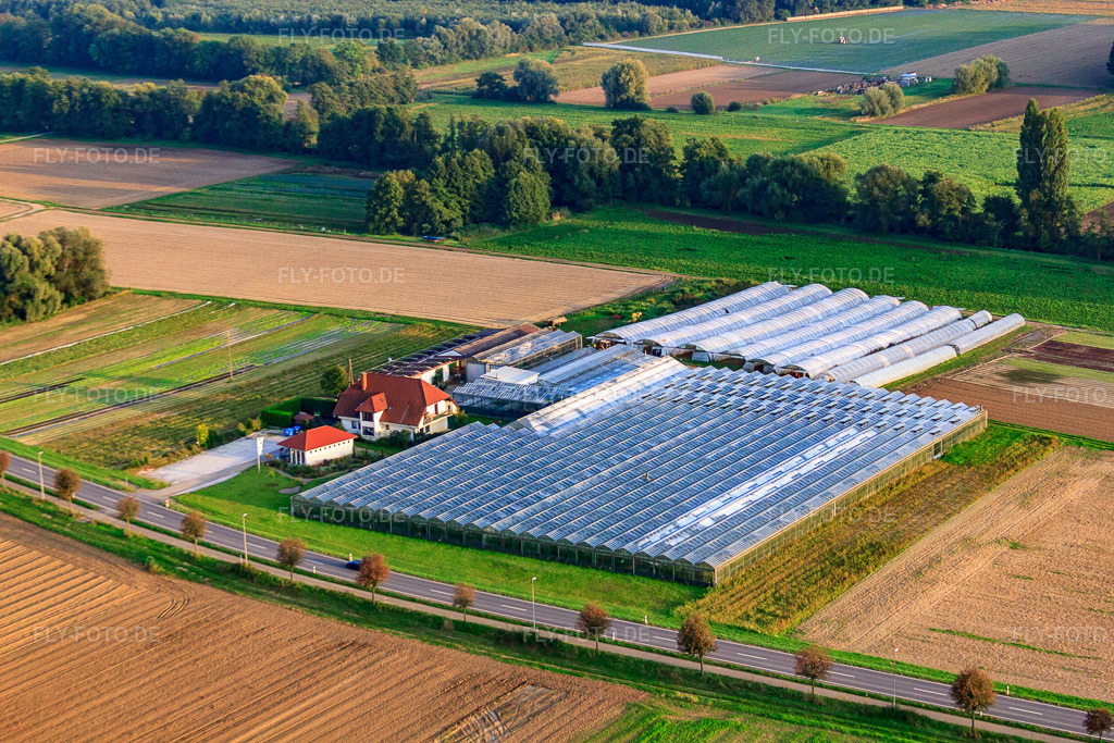 Luftbild: Sandhof mit Gärtnerei Rothenbücher in Herxheim bei Landau im Bundesland Rheinland-Pfalz in Deutschland. Foto: IMG_59959.jpg vom 27.09.2013 durch Werner Riehm/FLY-FOTO.de