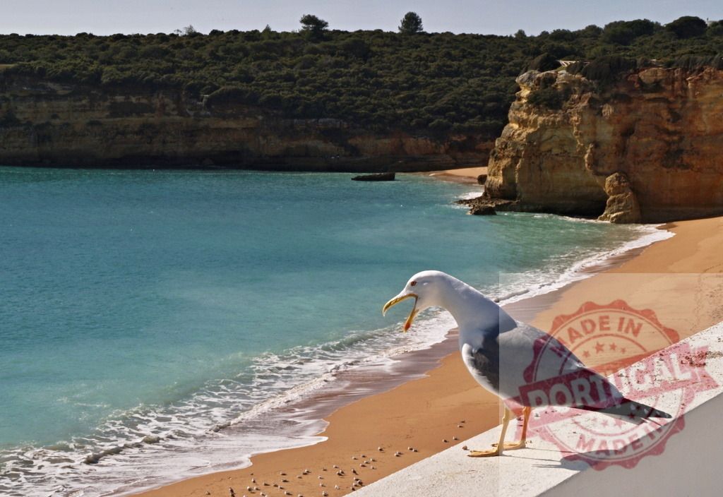 Seagull squawking while standing on beach wall | Seagull opens its beak, standing on a wall overlooking a golden sandy beach and turquoise sea - Realized with Pictrs.com