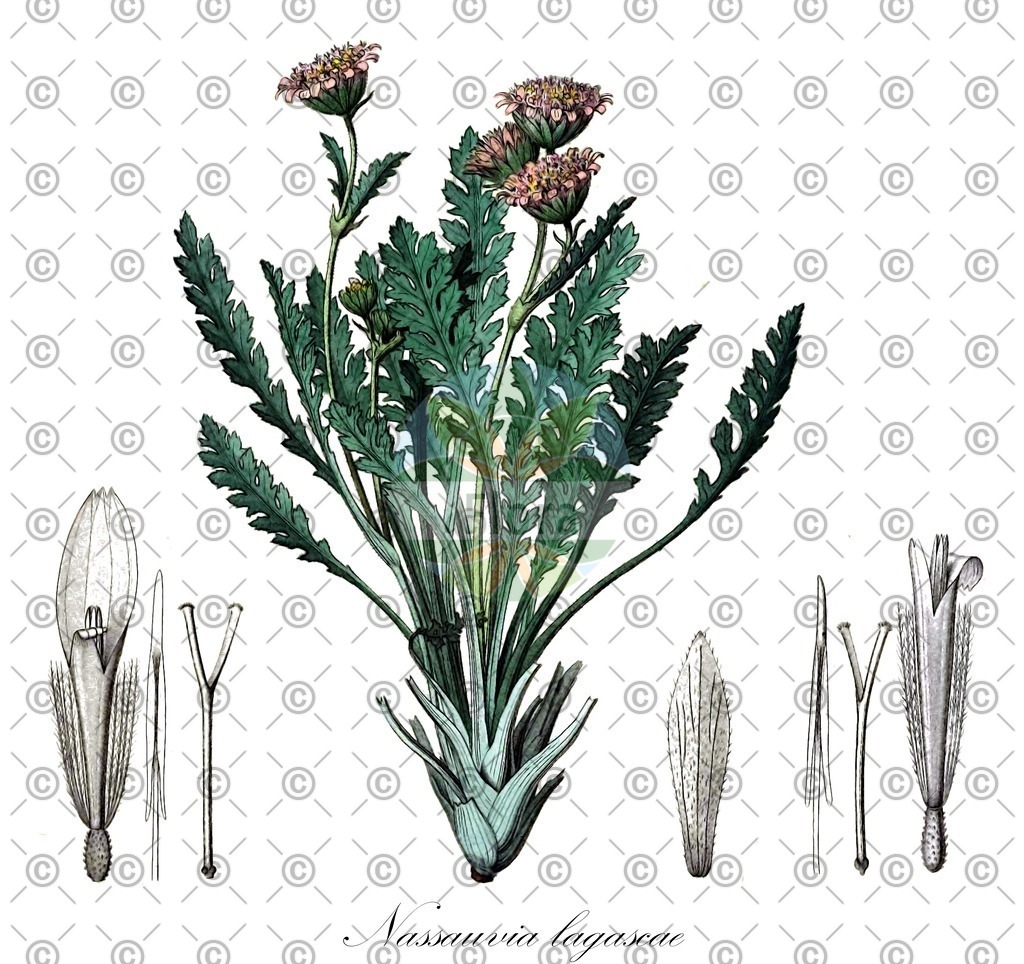 HistAbb_wfo-0000379766_1_ENZY_Simple | Historische Abbildung von Nassauvia lagascae - Asteraceae | Historical Illustration of Nassauvia lagascae - Asteraceae