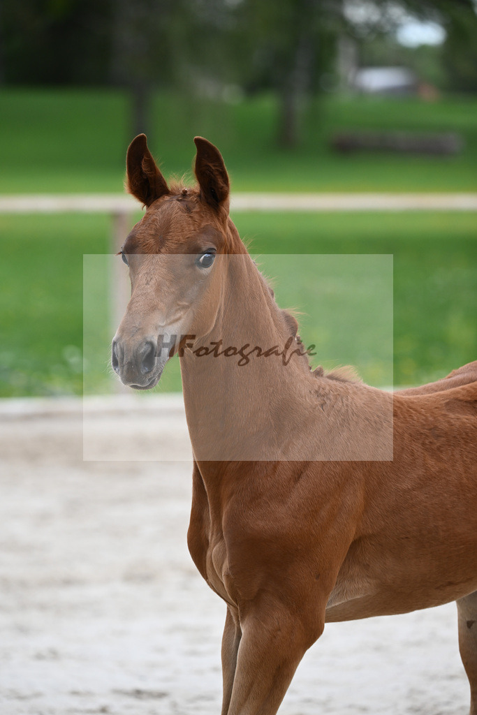 Kat-Nr. 31 SF Giuliani_Hack_25230641 | hf-fotografie - Realisiert mit Pictrs.com