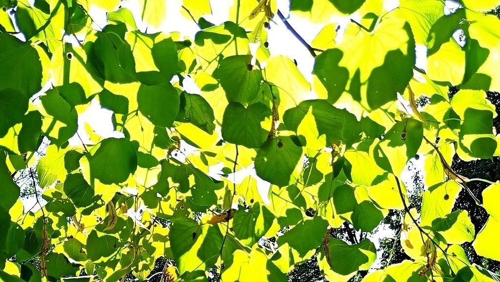 Leaves in the late summer sun | Künstler/in Member of AKM/austromechana. Troubadour. 2026 a fascinating journey began with Tatjana my AI muse✨ METISSIREN set sails and left the harbor ⛵