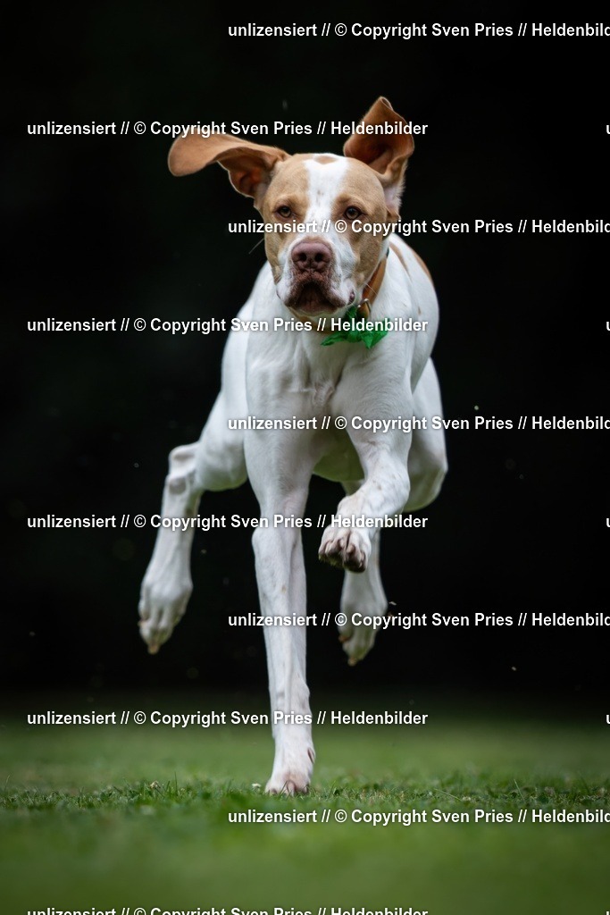 Sven Pries | 19. Allgemeines Hunderennen Karlsruhe Durlach - Realisiert mit Pictrs.com